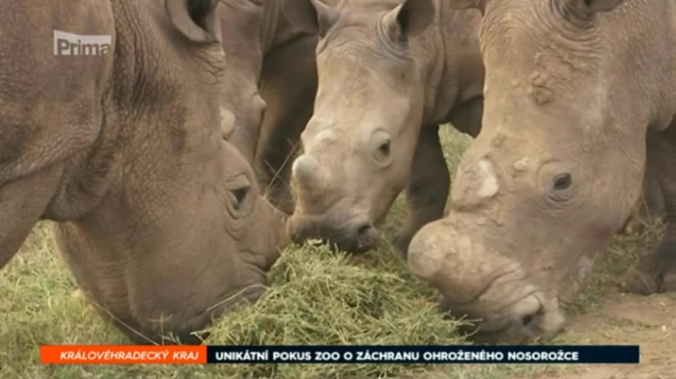 20. 01. 2017 ZPRÁVY: UNIKÁTNÍ POKUS ZOO O ZÁCHRANU OHROŽENÉHO NOSOROŽCE